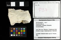 Foto (Objekt + Etiketten) von Goniodromites sp. 
